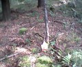 Thumbs/tn_Image15.jpg