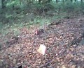 Thumbs/tn_Image17.jpg